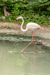 Flamingo on the lake drinking water