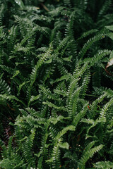 fern leaves