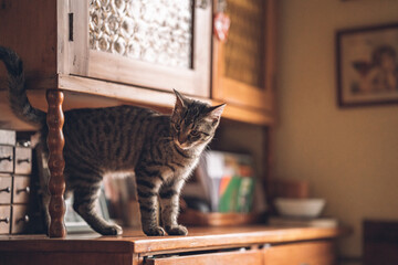 Adorable whisker cat sitting on old wooden cabinet with fancy glass looking from top