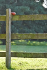 Fence with apple