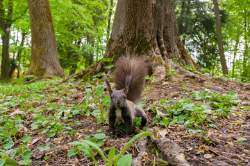 Dark brown squirrel (black, gray)