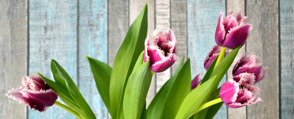 Lilac fringed tulips as a symbol of fidelity, love and romance. Spring background. Closeup. Natural light. 