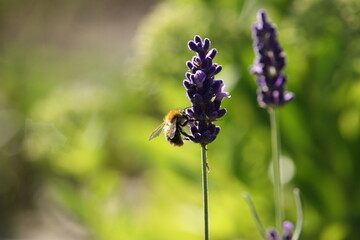 Nahaufnahme Biene sucht Blütenstaub auf Lavendel
