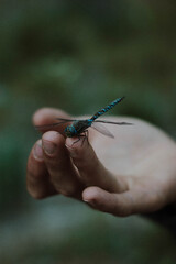 dragonfly on a hand