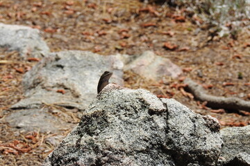 Western fence lizard perched on a granite rock in the Los Padres National Forest, in southern California.