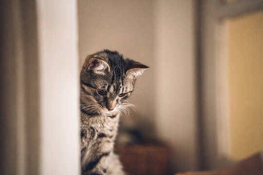 Whisker Cat Sitting At Home Wooden Stairs Looking Down