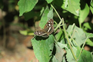 Mariposa