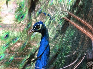 Obraz premium portrait of a peacock