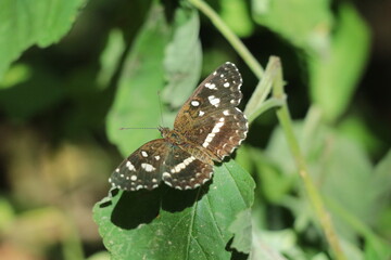 Mariposa