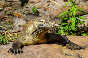 Picture of a single Komodo Dragon 
