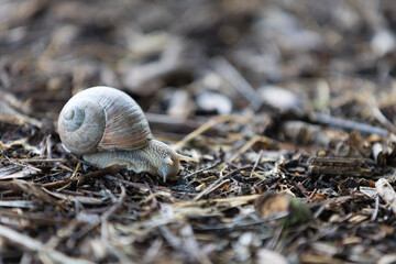 Weinbergschnecke auf Walduntergrund