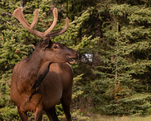 Naklejka na ściany i meble A large bull elk still sporting velvet on the horns near Banff, Canada
