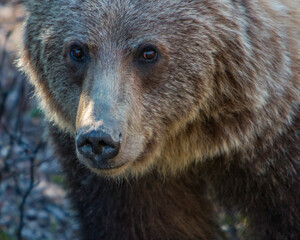 Obraz premium Up close and personal with a large grizzly bear along the Bow River near Banff, Canada