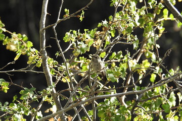A hummingbird perched in a tree in the Los Padres National Forest, in southern California.