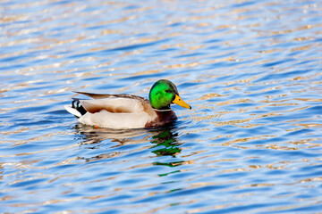 Beautiful duck swimming