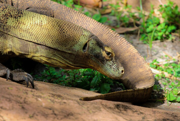 Obraz premium Picture of a single Komodo Dragon 
