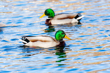 Obraz premium Beautiful ducks swimming