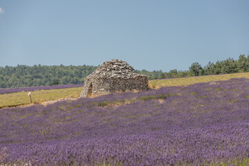 Fototapeta na wymiar Round stone hut in lavender fields in the provence in France, Europe