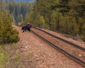 A large grizzly and black bear surprise each other as they cross paths on the railway that runs through the Bow Valley near Banff Canada