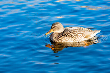 Beautiful duck swimming