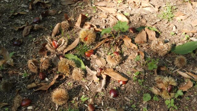 Chestnut Fruits in many Hedgehog with Leaves pan on the ground in autumn before harvest
