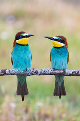 Fototapeta na wymiar Beautiful colorful birds on a branch