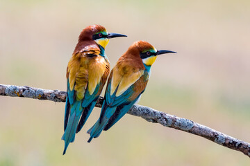 Beautiful colorful birds on a branch