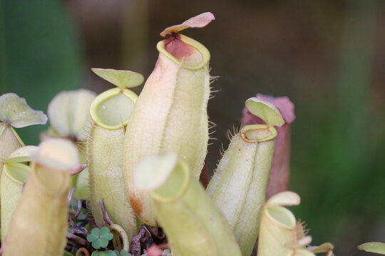 Flowers In A Greenhouse In Hyogo Prefecture In Winter