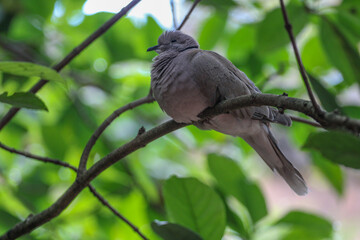 Dove perched in a Tree 