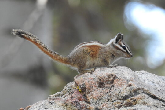 A lodgepole chipmunk enjoying a beautiful day in the Los Padres National Forest, Ventura County, California.