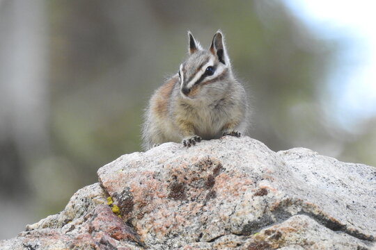 A lodgepole chipmunk enjoying a beautiful day in the Los Padres National Forest, Ventura County, California.