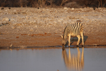Fototapeta na wymiar Drinking Plains Zebra at the waterhole in the Etosha National Park, Namibia
