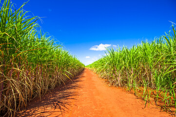 sugarcane plantation, agriculture and development
