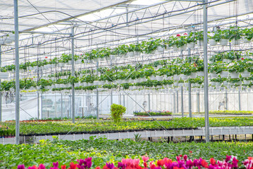 Obraz premium large flower greenhouse with beautiful flowers and plants. Different types of flowers