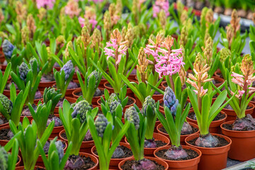 large flower greenhouse with beautiful flowers and plants. Different types of flowers