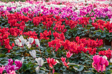 large flower greenhouse with beautiful flowers and plants. Different types of flowers