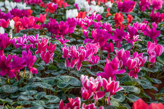 large flower greenhouse with beautiful flowers and plants. Different types of flowers