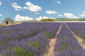 Fototapeta na wymiar Round stone hut in lavender fields in the provence in France, Europe