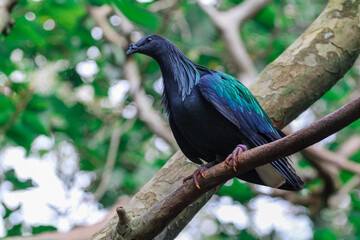 Nicobar Pigeon of Asia 