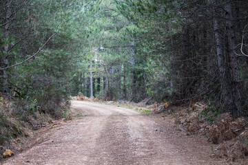 Fotografía de un sendero entre los pinos en la montaña