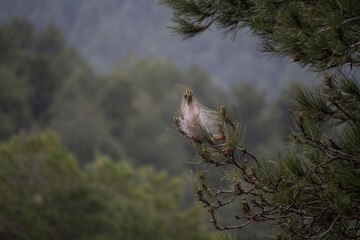 Fotografía de un capullo de orugas en un pino en la sierra