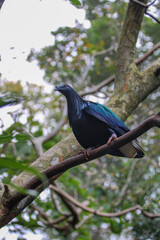 Nicobar Pigeon of Asia 