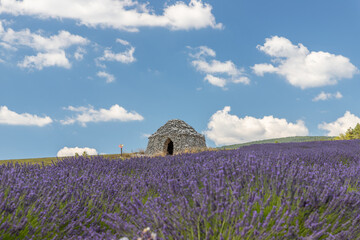 Round stone hut in lavender fields in the provence in France, Europe