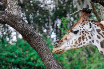 portrait of a giraffe