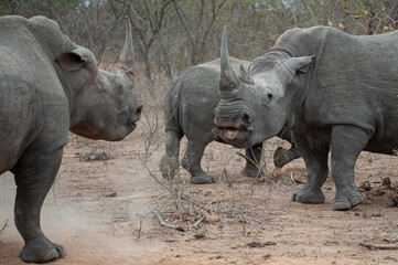 Obraz premium 2 White Rhino cows fighting over limited food during a drought in South Africa