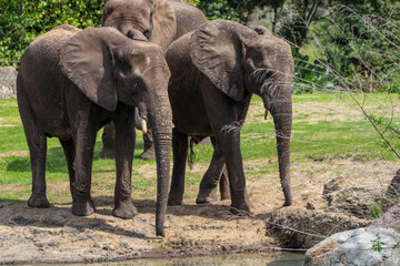 Three African Elephants 