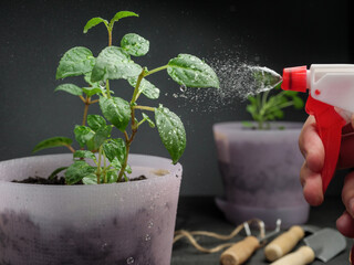 Spraying potted plants with water from a spray bottle. On a dark background.