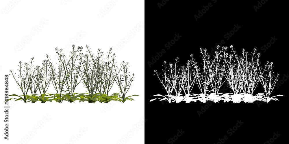Wall mural left view of tree (capsella bursa pastoris) png with alpha channel to cutout 3d rendering
