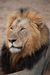 Obraz na płótnie Canvas A male Lion seen on a safari in South Africa