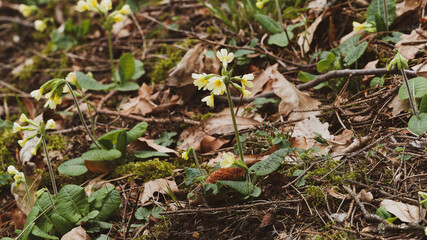 (Primula elatior) Die Hohe Schlüsselblume oder Wald-Schlüsselblume mit  goldgelb Blütenblättern an Stängel blattlos